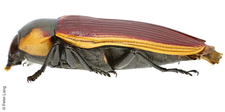 Temognatha cf. marginalis, PL1428, female, EP, 27.4 × 11.4 mm